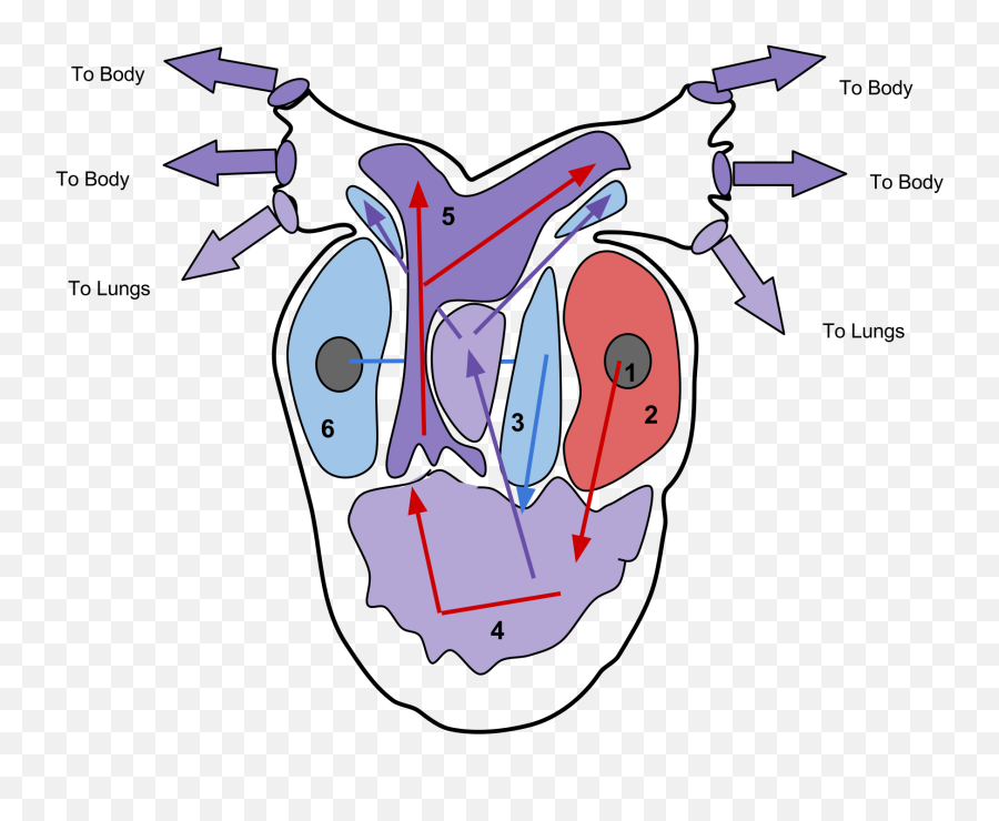 Copy Of Ap Bio - Regions Of The Heart Transparent Cartoon Five Chambered Heart Emoji,Rainbow Heart Emoji Copy And Paste