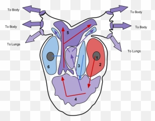 Copy Of Ap Bio - Regions Of The Heart Transparent Cartoon Five Chambered Heart Emoji,Rainbow Heart Emoji Copy And Paste