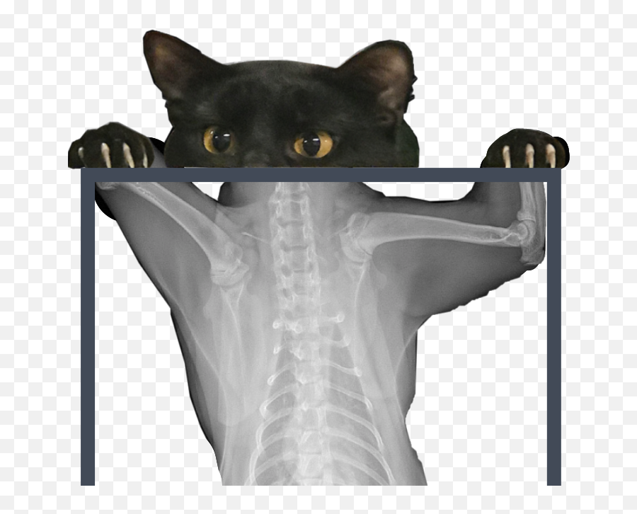X - Black Cat Emoji,X Ray Emoji