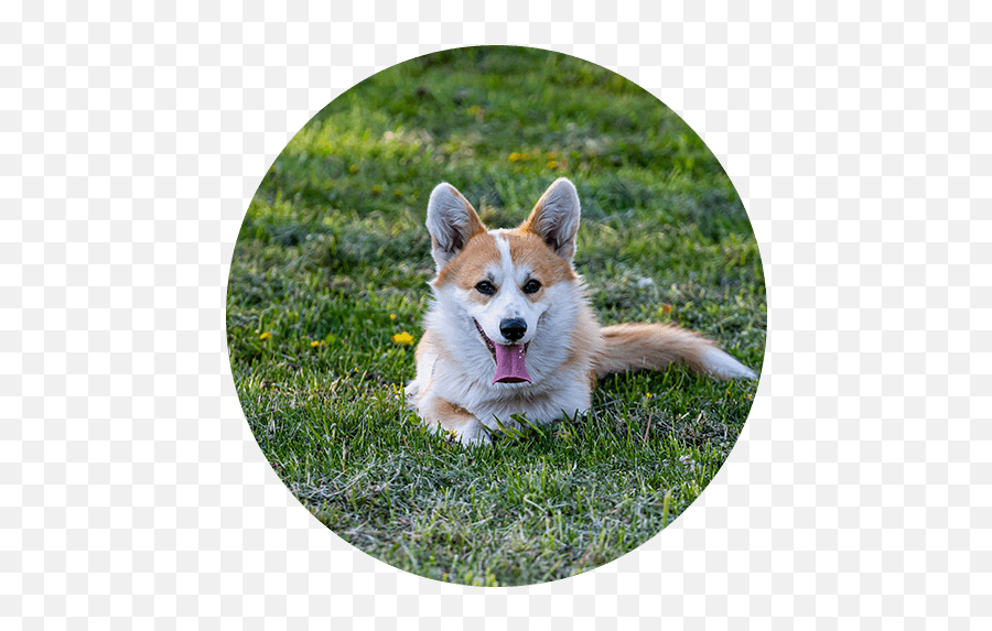 Country Club Veterinary Clinic L Veterinarian Lake Charles Emoji,Pembroke Welsh Corgi Emojis