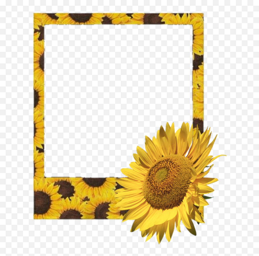 Aesthetic Sunflowers Transparent - Largest Wallpaper Portal Aesthetic Yellow Polaroid Frame Png Emoji,Sun Flower Emoji