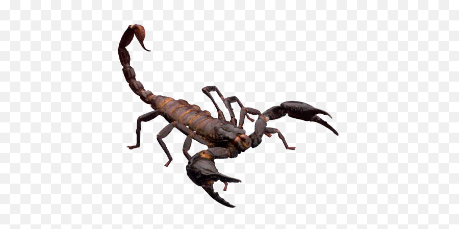 Scorpion Animal Gif - Clipart Best Emoji,Google Scorpion Emoji
