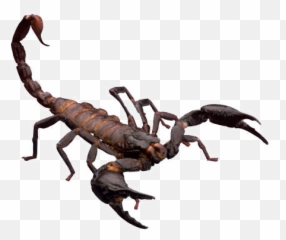 Scorpion Animal Gif - Clipart Best Emoji,Google Scorpion Emoji
