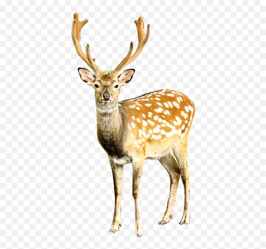Deer Deerseason Deers Animals Sticker - Portable Network Graphics Emoji,Whitetail Deer Emoji