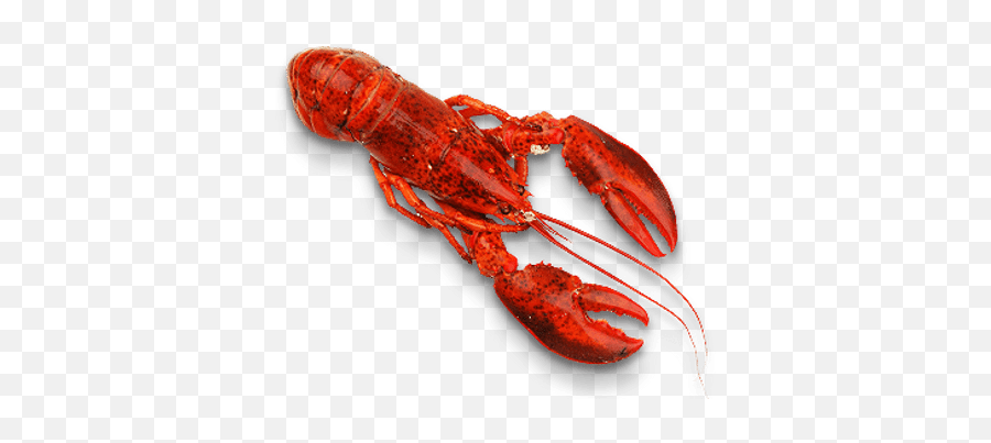 Seafood Transparent Png Images - Stickpng Seafood Transparent Png Emoji,Lobster Emoji