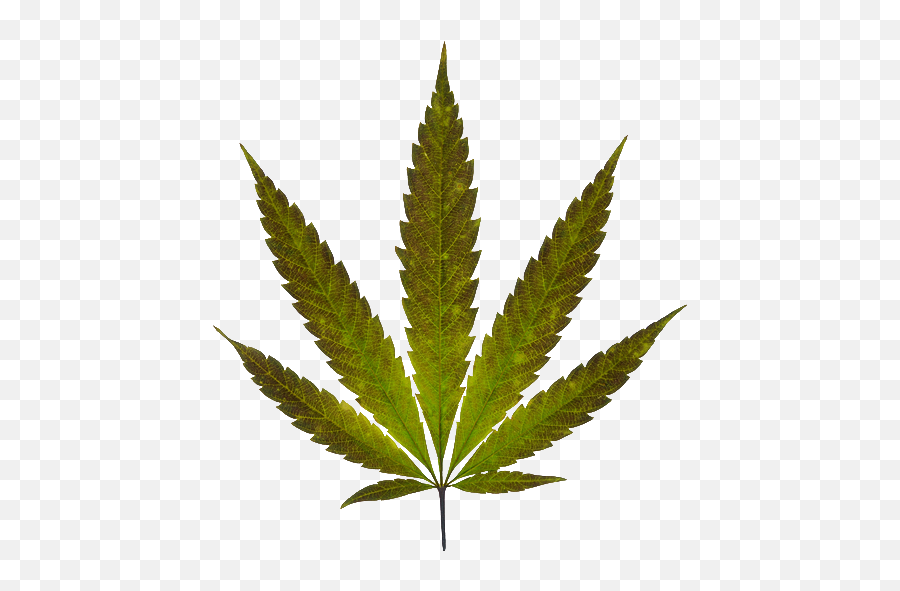 Marijuana Leaf - Medical Marijuana Emoji,Marijuana Leaf Emoji