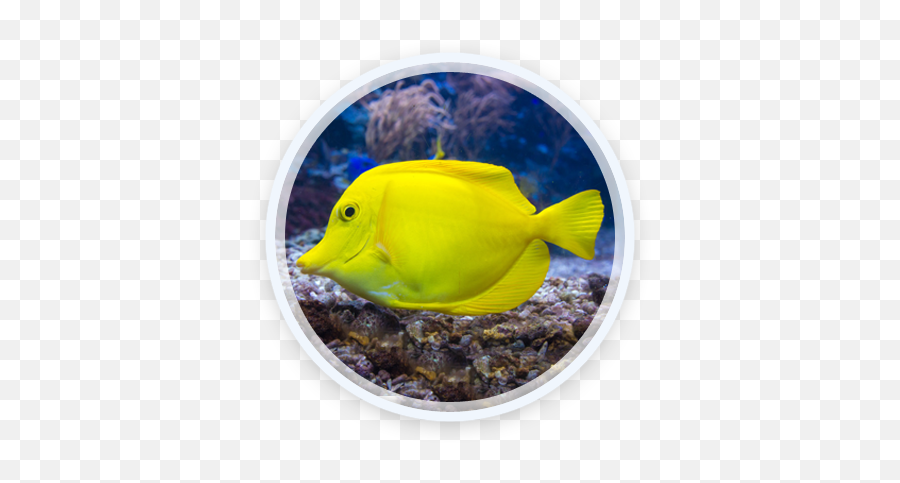 Index Of Wp - Contentthemesicemagthemepluginslayerslider Emoji,Facebook Emoticons Rock Fish