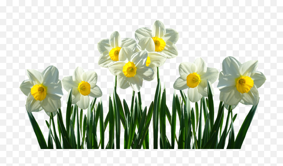 Download Daffodils Transparent - Full Size Png Image Pngkit Emoji,Daffodil Emoticon Facebook
