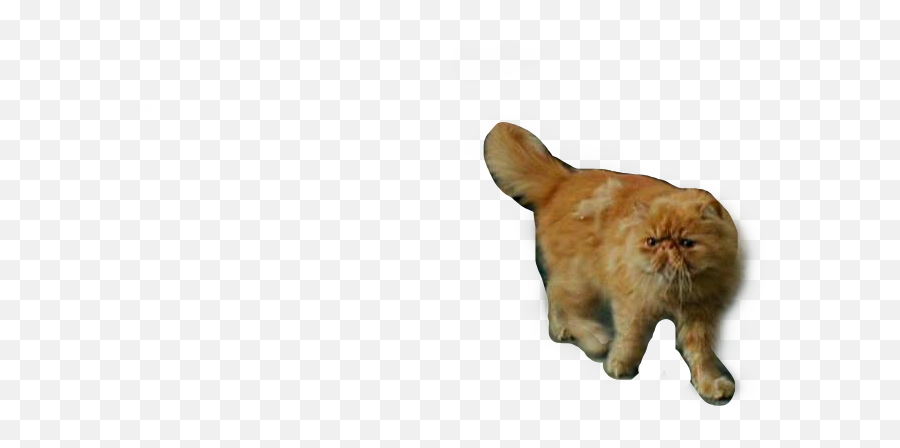 Crookshanks Freetoedit 273119255023211 By Brittanysw Emoji,Cat Walking Emoji