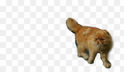 Crookshanks Freetoedit 273119255023211 By Brittanysw Emoji,Cat Walking Emoji