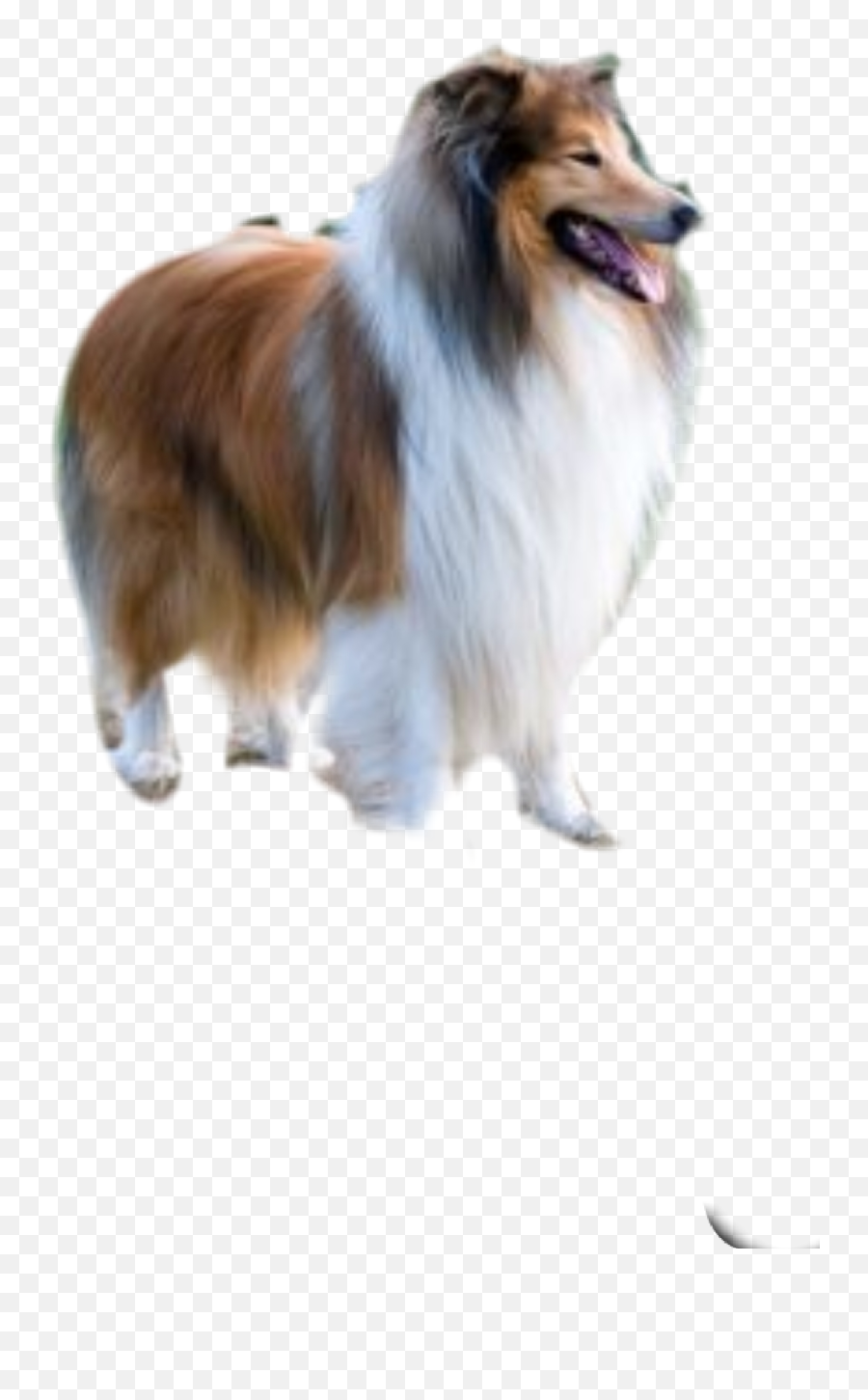 Collie Cute Sticker - Rough Collie Emoji,Collie Emoji