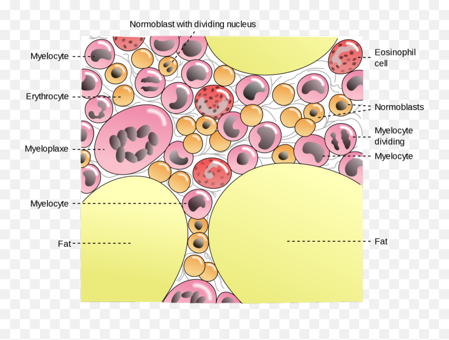 Lymphomas - Red Bone Marrow Histology Drawing Emoji,Bleed The Dream - Emotion Regression