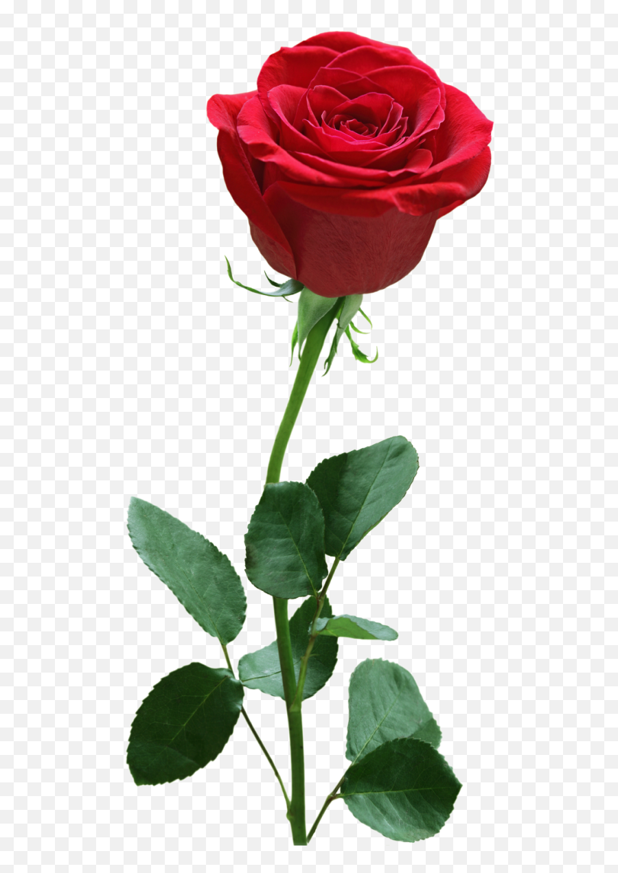 Red Rose Flowers Png - Rose Flower Transparent Background Png Emoji,Red Rose Emoji