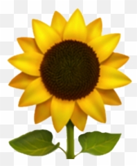 Emoji Girasol Sticker - Iphone Sunflower Emoji Transparent,Emoji Bg