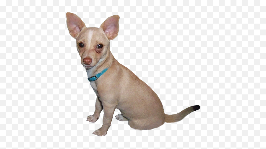 Chihuahua Clipart Small Dog Chihuahua Small Dog Transparent - Clip Art Dog Small Emoji,Schnauzer Emoji