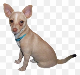 Chihuahua Clipart Small Dog Chihuahua Small Dog Transparent - Clip Art Dog Small Emoji,Schnauzer Emoji
