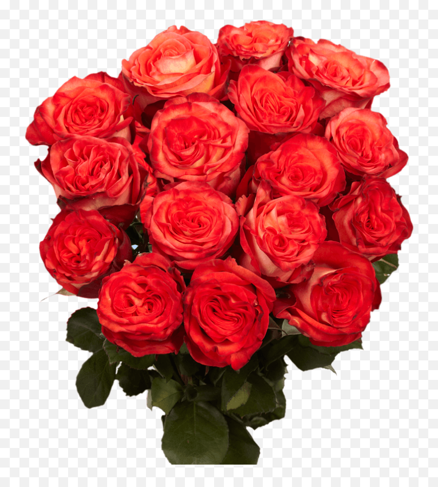 Best Orange Roses For Sale - Lovely Emoji,What Is The Emotion For Yellow Roses