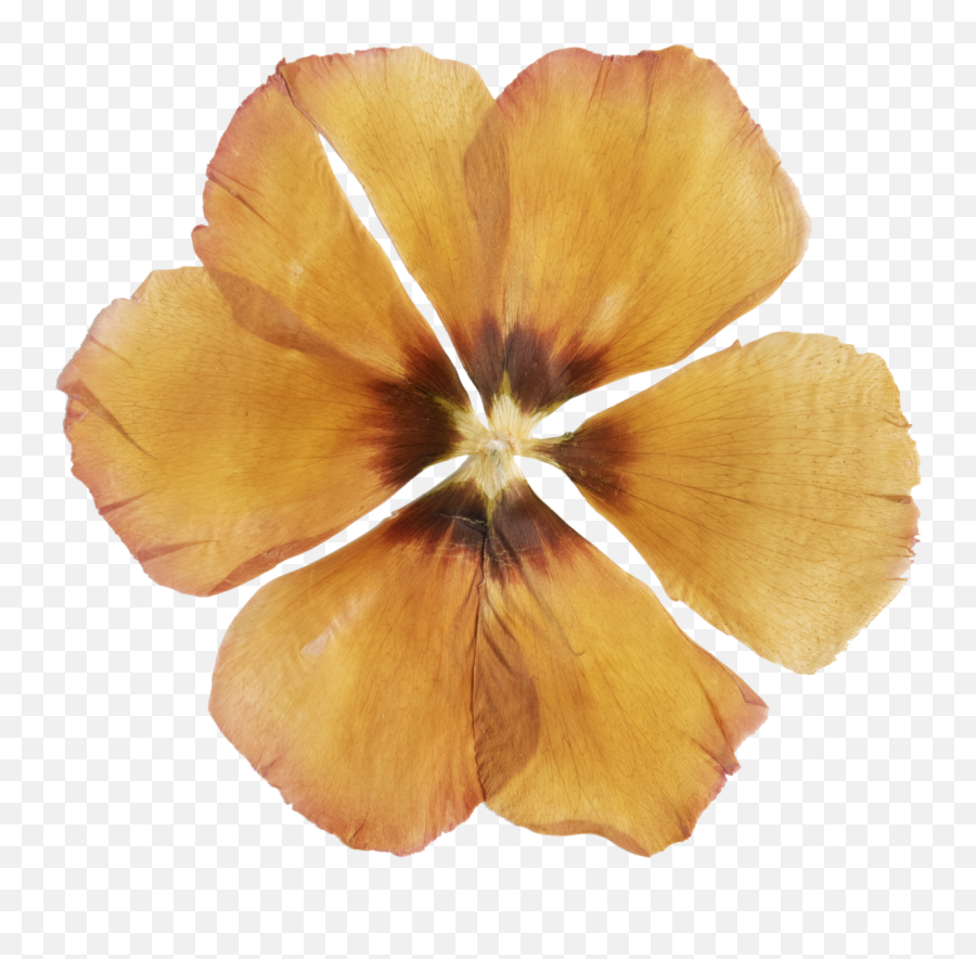 Philosophy U2013 Pollen - Dried Yellow Flower Png Emoji,Plant With More Complicated Emotions