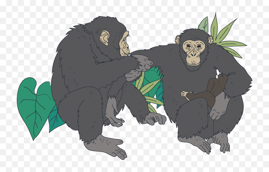 Protect Great Apes From Disease - Sharing Emoji,Different Chimpanzee Emotions