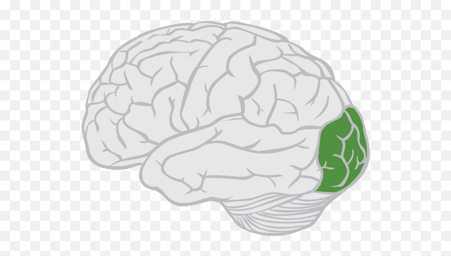 Function Location And - Parietal Lobe Emoji,Meningioma Affects Areas Of Brain Right Occipital Emotions