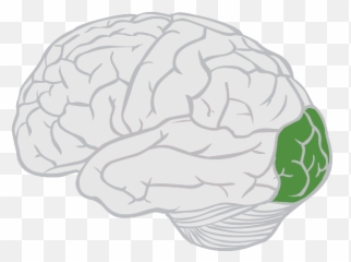 Function Location And - Parietal Lobe Emoji,Meningioma Affects Areas Of Brain Right Occipital Emotions