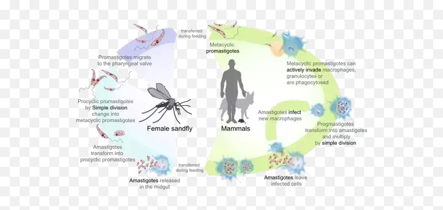 Why Is Leishmania Donovani Present In The Promastigote Form - Siklus Hidup Leishmania Donovani Emoji,Emotion Para Zap