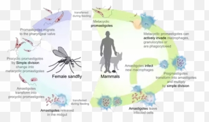 Why Is Leishmania Donovani Present In The Promastigote Form - Siklus Hidup Leishmania Donovani Emoji,Emotion Para Zap