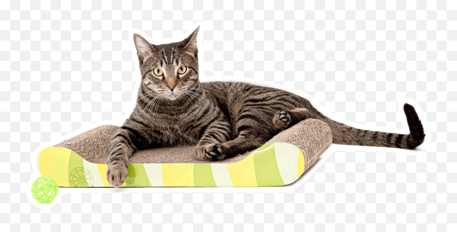 Home - Cat Bed Emoji,Jaap Animal Emotion