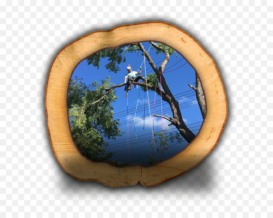 Pine To Palm U2013 Tree Service - Art Emoji,Decision Tree Appraisal Emotion