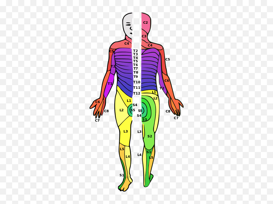 What To - T6 Spinal Cord Injury Emoji,Emotion Trap In The Spine