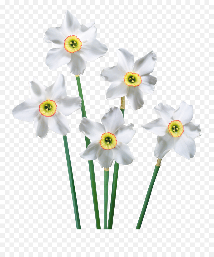 White Narcissus Clipart Png Full Size Png Download Seekpng Emoji,Daffodil Emoticon Facebook