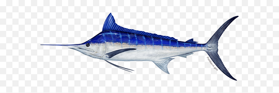 Pacific Blue Marlin Fishwatch Emoji,1 Fish 2 Fish Red Fish Blue Fish In Emojis