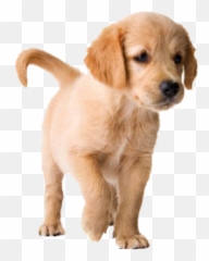The Most Edited Dogs Picsart - Golden Retriever Short Hair Puppy Emoji,Emoji Badges Imvu