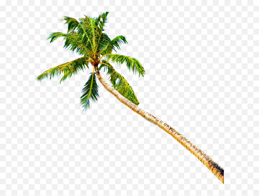 Palm Tree Emoji Png - Palm Trees Psd,Palm Tree Emoji