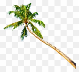Palm Tree Emoji Png - Palm Trees Psd,Palm Tree Emoji