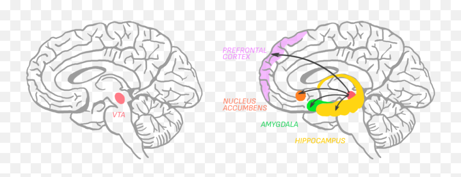 Neurobiology For Optimal Game Ux - Amygdala Png Emoji,Amygdala Emotions