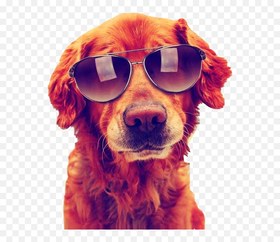 Sticker - Happy Birthday Wishes With Dog To Daughter Emoji,Dog With Glasses Emojis