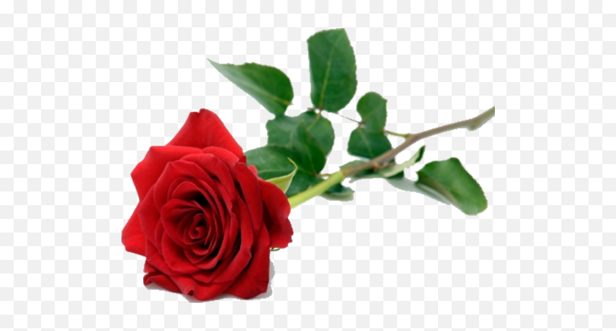 About Roses And Flowers Images Gif Good Morning My Love - Single Red Rose Png Emoji,Facebook Emoticons Flowers