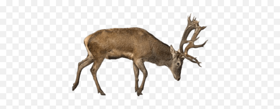 Deer Elk Reindeer Terrieasterly Sticker - Caribou Transparent Emoji,Elk Emoji