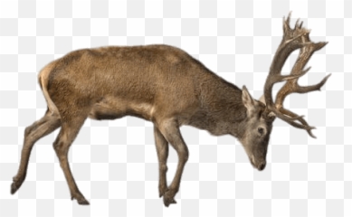 Deer Elk Reindeer Terrieasterly Sticker - Caribou Transparent Emoji,Elk Emoji