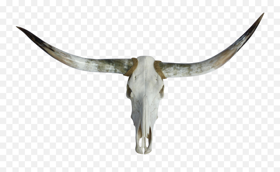 Free Longhorn Head Silhouette Download Free Longhorn Head - Texas Longhorns Skull Png Transparent Emoji,Longhorn Cattle Emoji Sign