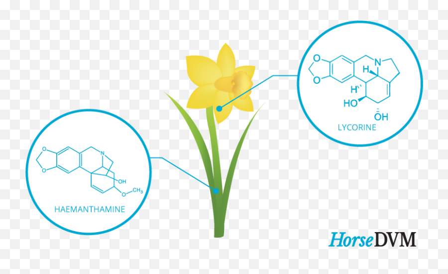 Daffodil Poisoning In Horses - Language Emoji,Daffodil Pink Emotion