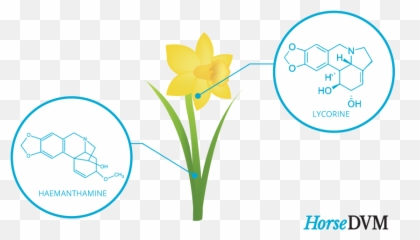 Daffodil Poisoning In Horses - Language Emoji,Daffodil Pink Emotion