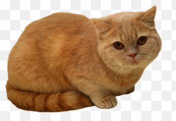 Sitting Cat Png Png Image - Sitting Cat Png Emoji,Cat Cow Horse World Emoji