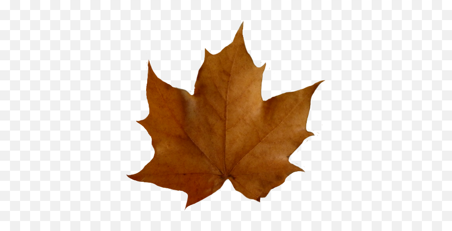 Fall - Leafclipartpng 409379 Pixels Clip Art Autumn Emoji,Leaf Emoji