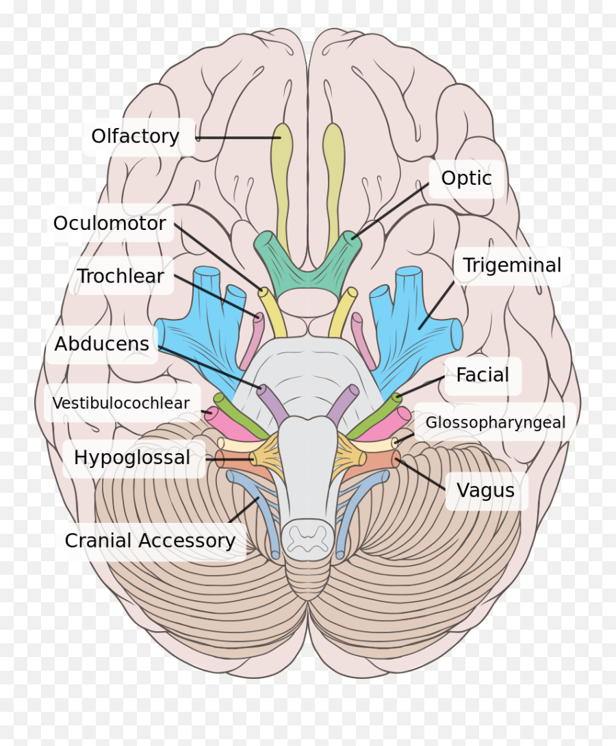 Cranial Nerves - Physiopedia Label Cranial Nerves On Inferior Lateral View Emoji,Nervous Emotion