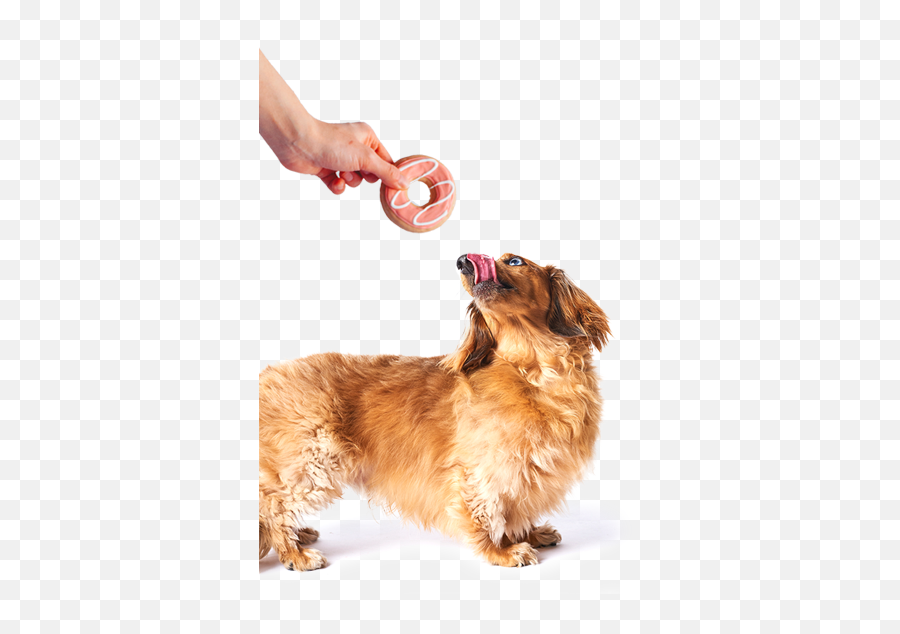 Monthly Gourmet Dog Cookie Membership Dog Treat Delivery Emoji,Puppy Dog Eyes Emoji Meme