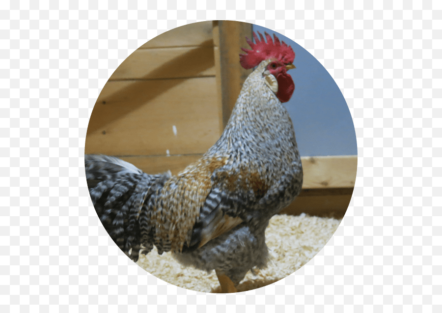 Meet The Animals Goronson Farm - Rooster Emoji,Chicken Emotions