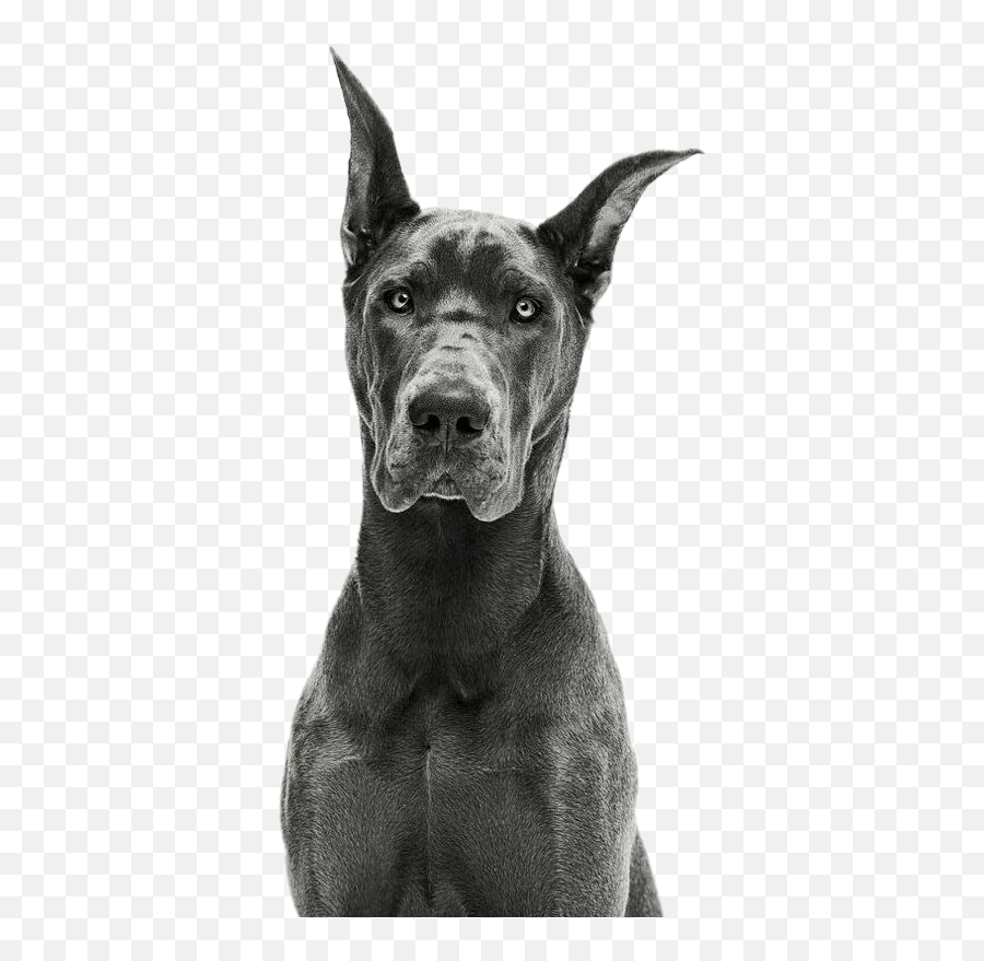 Dog Rdr1 Sticker - Black Great Dane Instagram Emoji,Great Dane Emoji