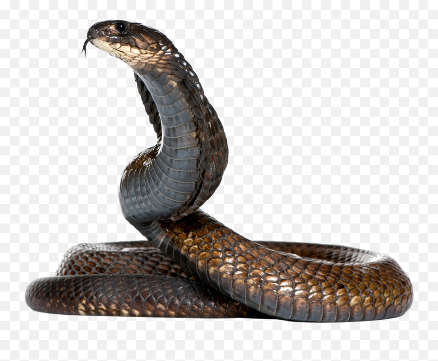 Black Snake Png Official Psds - Snake Png Transparent Background Emoji,Snake Emoji Png
